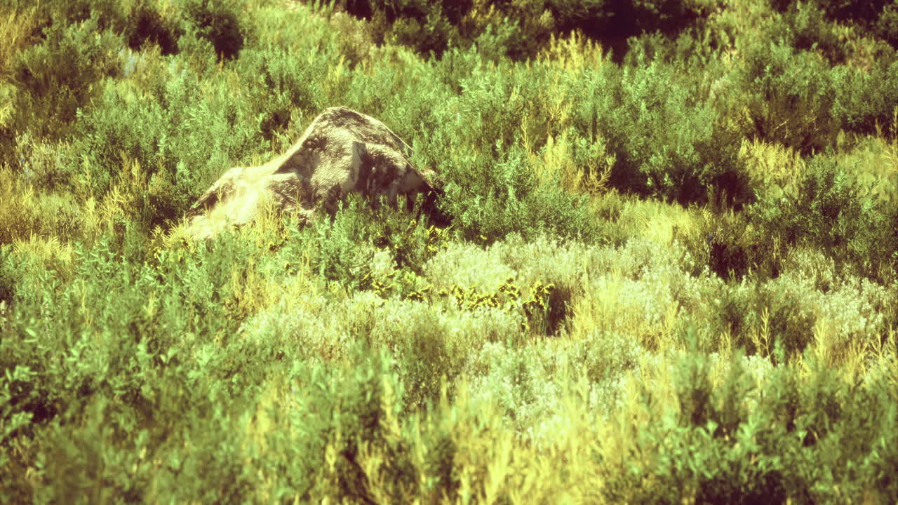 Green foliage and large rock during sunny weather in a natural setting
