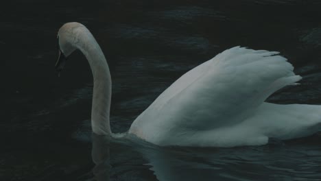 a stationary footage of a swan in the river and puts its head into the water to feed