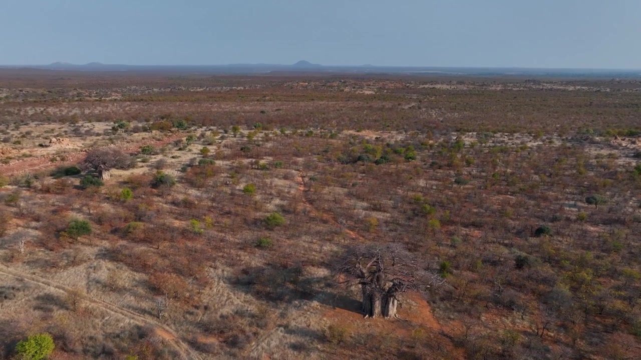 Ilmakuva kiertää suurta baobab-puuta laajassa, tasaisessa ja kuivassa Zimbabwen maisemassa.