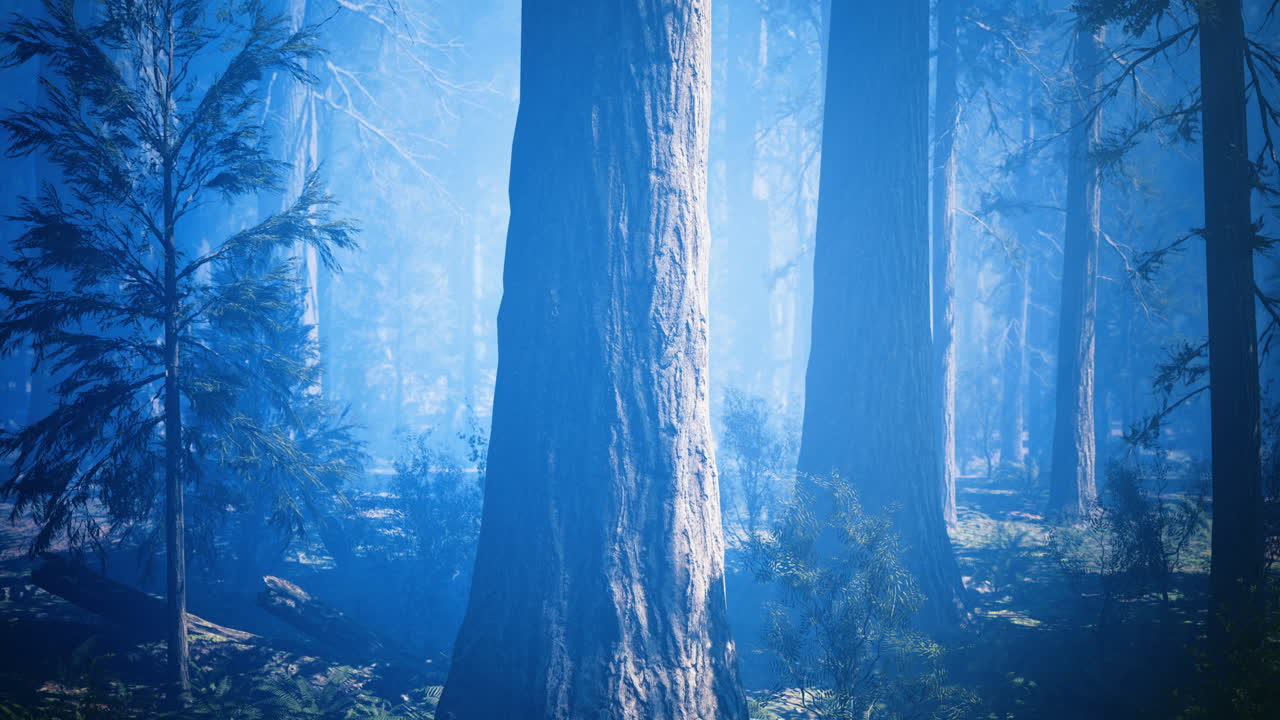 Mysterious forest bathed in blue light on a foggy morning
