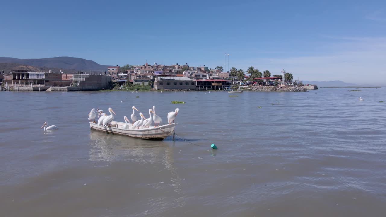 Pelicans living, flying and swimming at the small town of Petatan ,Mexico by the Chapala lake