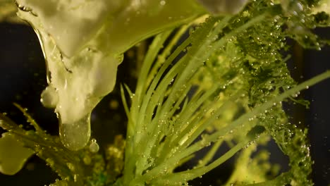 alien botany milky stalactite plant dripping with clear goo 60fps