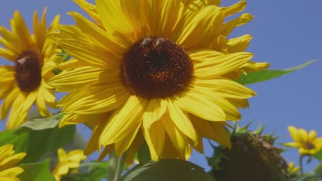 honey bees pollinating a sunflower on a sunny day