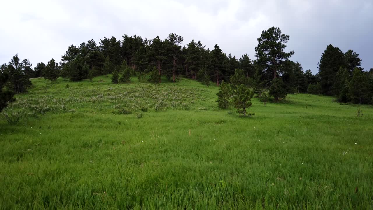 campo de hierba durante el viento fuerte