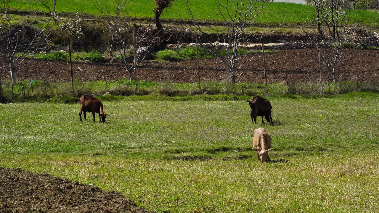 cabras domésticas pastando hierba de pradera verde en un paisaje rural tranquilo