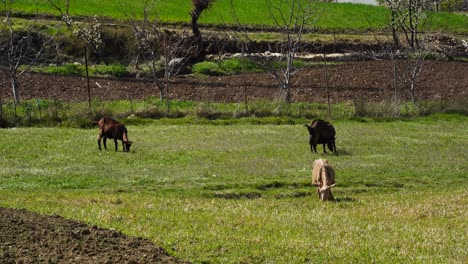 domestic goats grazing grass of green meadow on quiet countryside landscape