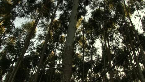 Bosque-En-El-Cabo-Oriental