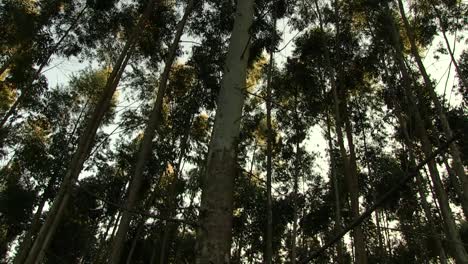 bosque en el cabo oriental