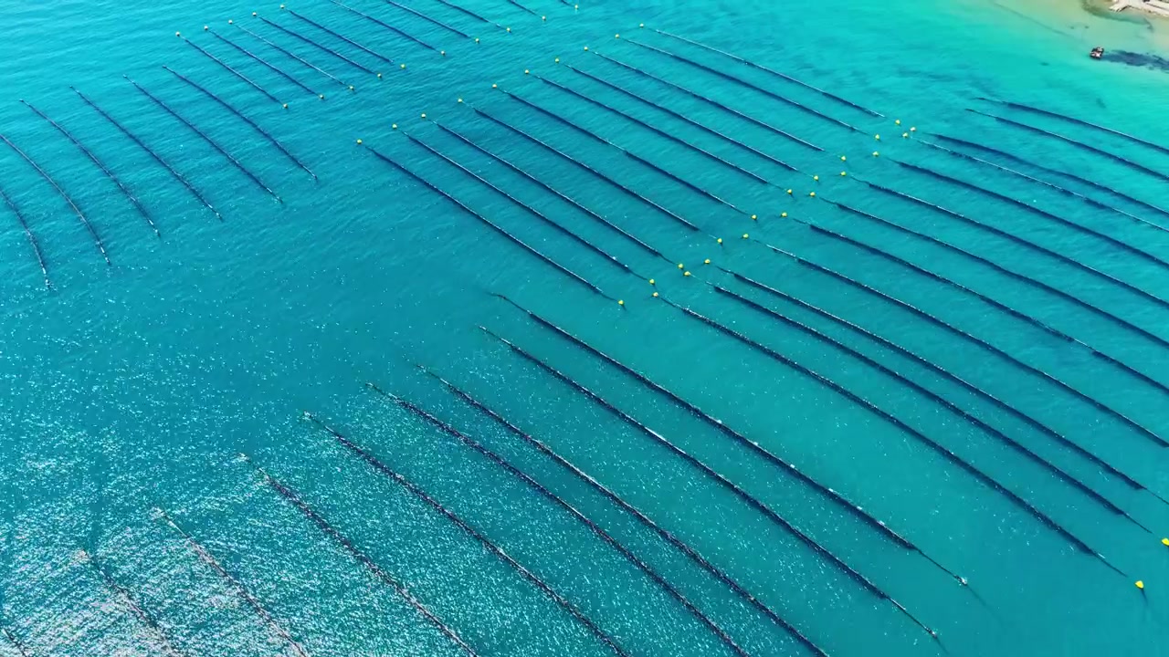 Allevamento di cozze situato in un'area costiera con molte linee utilizzate per la coltivazione delle cozze in acqua blu limpida.