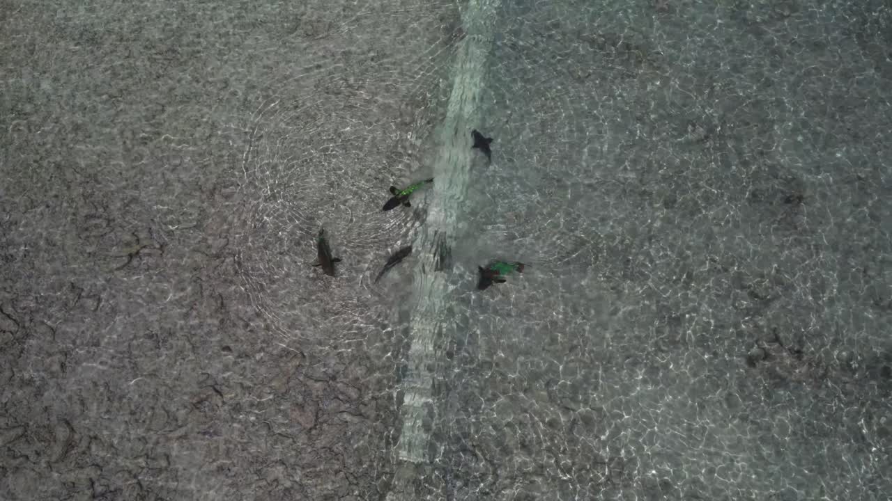 A school of parrot fish swimming in the shallow waters of los roques, aerial view