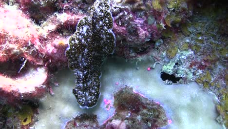 flatworm at koh tao-4