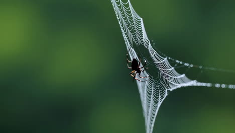 a spider on a delicate spiderweb with a green background
