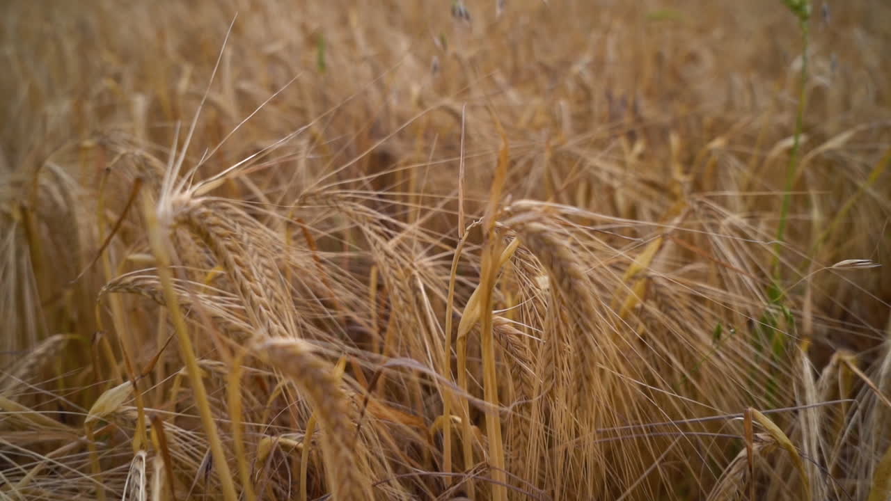 Slow motion shot pushing through barley and wheat and panning up ready to be harvested by a farmer in the autumn in england