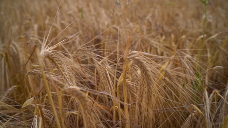 Slow-motion-shot-pushing-through-barley-and-wheat-and-panning-up-ready-to-be-harvested-by-a-farmer-in-the-autumn-in-england