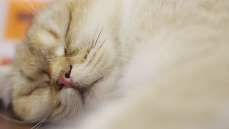 Un-Primerísimo-Plano-De-La-Cabeza-De-Un-Gato-Dormido-Acurrucado-En-El-Interior