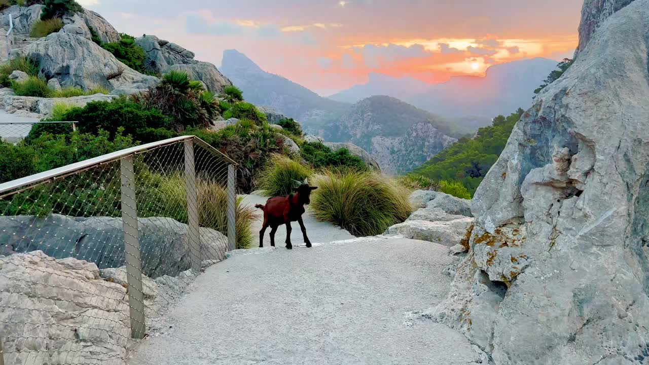 Goat jumping to mountain trail with scenic coastal sunset background