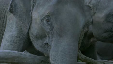 An-elephant-eating-a-banana
