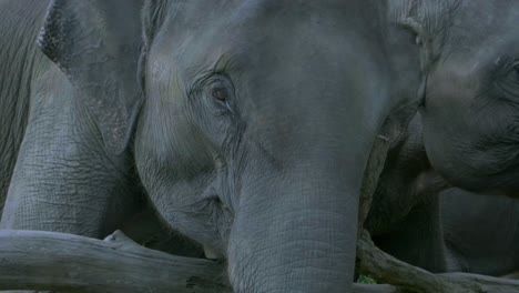 Un-Elefante-Comiendo-Un-Plátano