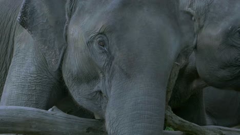 un elefante comiendo un plátano