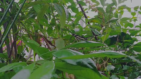 hermosa mariposa aterriza en una hoja en un invernadero