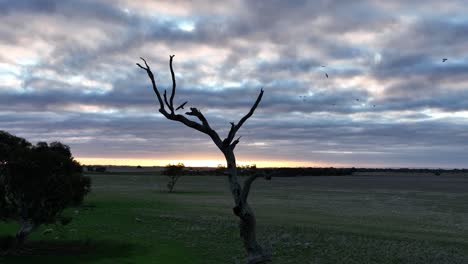 Birds-flying-around-a-dead-tree-with-a-beautiful-sunset-behind