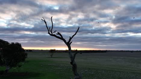 Birds flying around a dead tree with a beautiful sunset behind