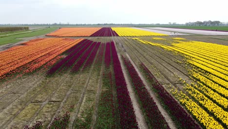 large tulip field in the western part of the netherlands