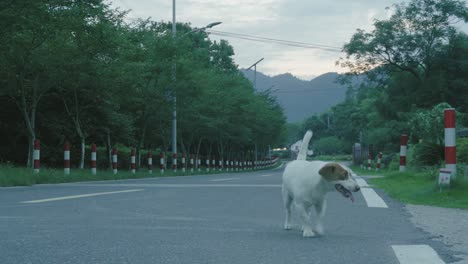 white and brown dog standing on a rural road