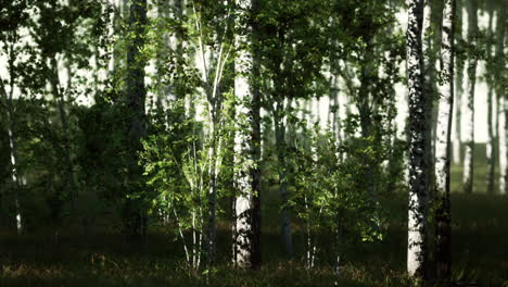 bosque de abedul a la luz del sol