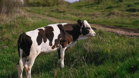 herd of cows on pasture. view of farm cattle grazing in field