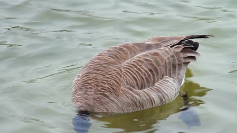 a canada goose foraging for food in an urban pond