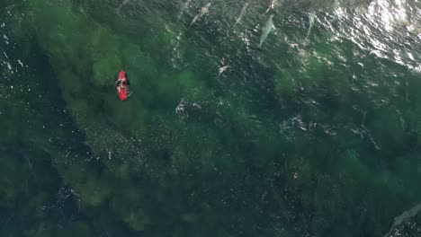 Eine-Gruppe-Von-Delfinen-Schwimmt-Im-Ozean-In-Der-Nähe-Eines-Surfers