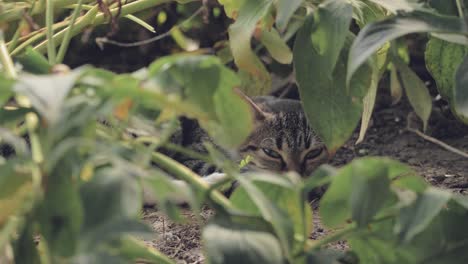 static shot of a cat looking into the camera from behind some green leaves