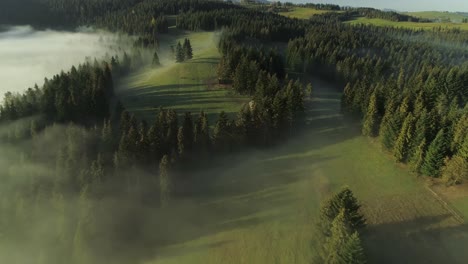 Aerial-cinamatic-tilt-down-over-forest-shrouded-in-fog