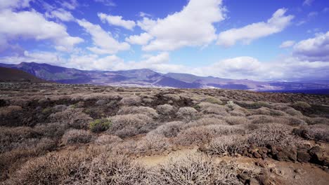 Wilde-Trockene-Flora-Auf-Der-Insel-Teneriffa-Spanien-Gimbal-Weitwinkelaufnahme