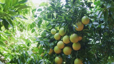 Toma-En-Cámara-Lenta-De-Ombligo-Naranja-Sentado-En-Un-árbol,-Madurando-Para-La-Temporada-Con-El-Sol-Brillando-En-La-Parte-De-Atrás