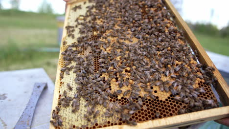 beekeeping: bees on honeycomb frame