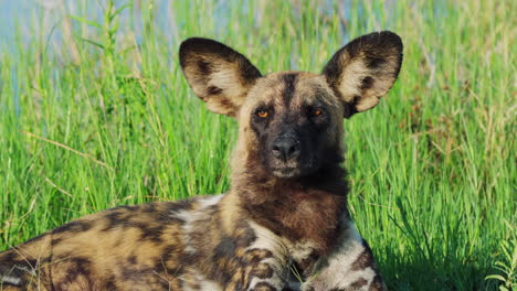 Vom-Aussterben-Bedrohter-Afrikanischer-Bemalter-Hund-Mit-übergroßen-Ohren,-Der-Im-Sommer-Im-Gras-Liegt