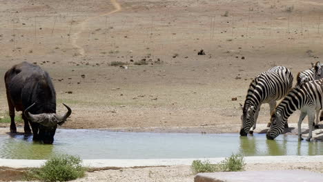 El-Búfalo-De-Agua-Y-Las-Cebras-Mantienen-Su-Distancia-Mientras-Beben-Del-Abrevadero