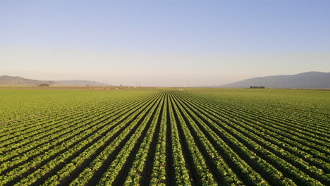 Moving-away-and-lifting-the-drone-as-we-move-backward-over-crops-in-Salinas-Valley,-CA