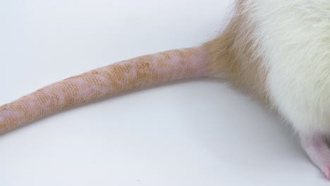 Close-up-pan-of-a-rat-on-white-background-from-the-tail-to-the-nose