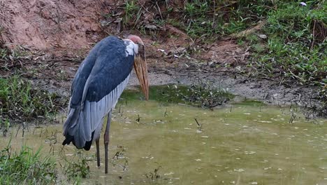 ayudante mayor, leptoptilos dubius, buriram, tailandia