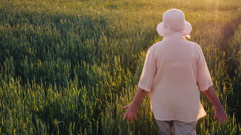 An-Elderly-Female-Farmer-Is-Walking-Along-A-Field-Of-Green-Wheat-Hands-Touching-The-Spikelets