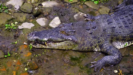 Salzwasserkrokodil-Auf-Dem-Boden-Mit-Blinzelnden-Augen