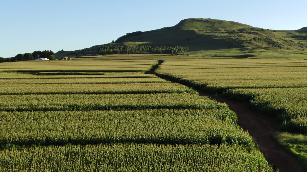 Aerial agricultural landscape with hectares of corn fields in Africa