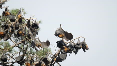 Flughunde-Putzen-Sich-Kopfüber-In-Einem-Baum,-Zeitlupe