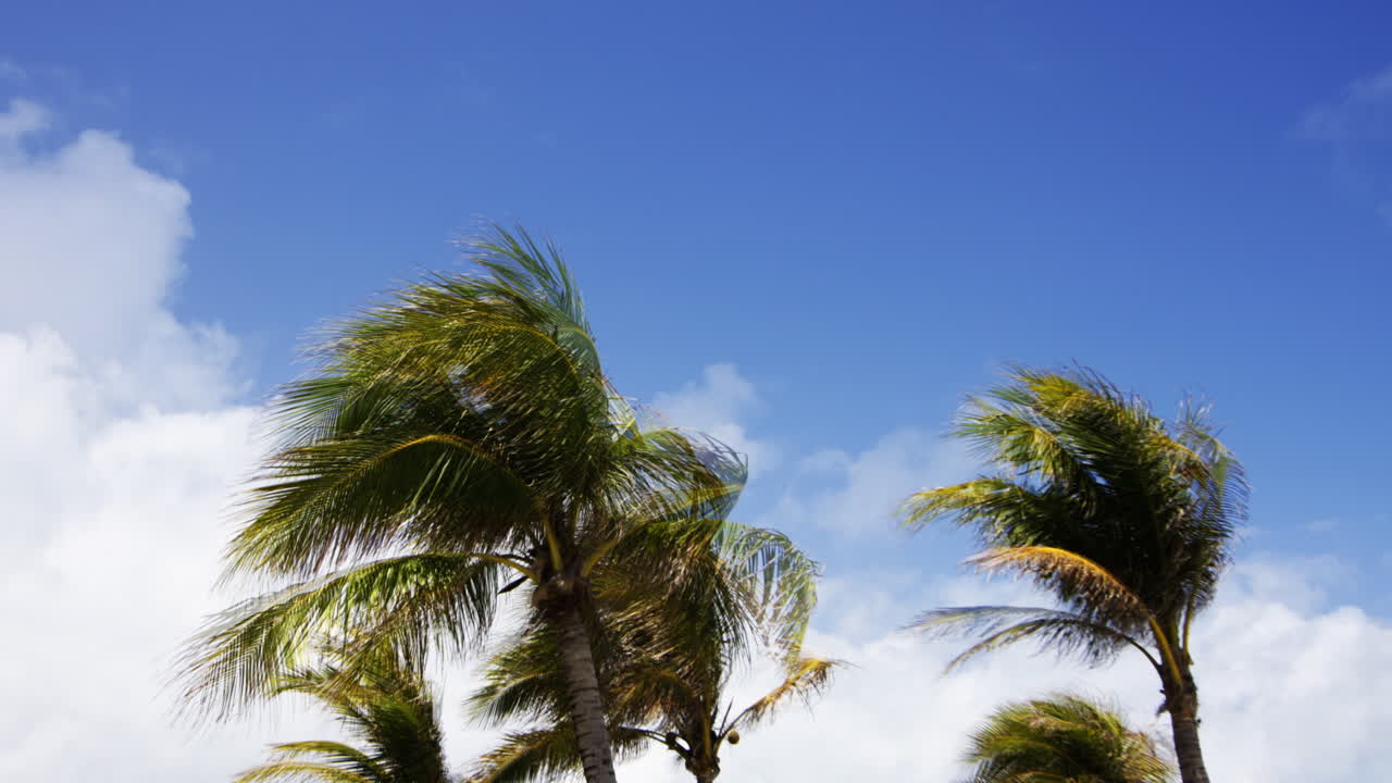 마이애미 팜스 부는 00