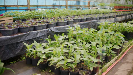 close-up of ornamental flower pots in professional greenhouse