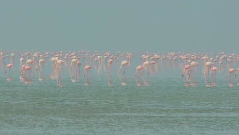 Los-Flamencos-O-Flamencos-Son-Un-Tipo-De-Ave-Zancuda-De-La-Familia-Phoenicopteridae,-La-única-Familia-De-Aves-Del-Orden-Phoenicopteriformes.-Rajastán,-India.