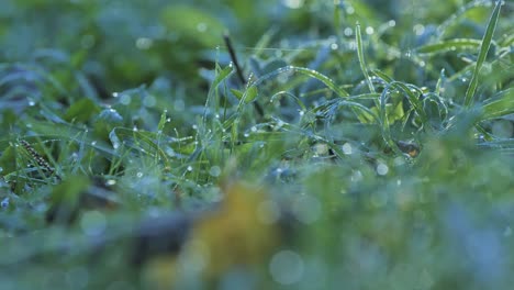 focus shifts from grass covered in morning dew to a fallen autumn leaf - 4k.